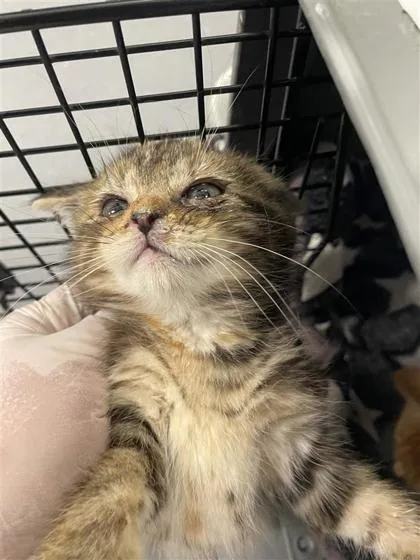 A baby small-sized female Domestic Short Hair cat named Cindy for adoption in West Chester, PA