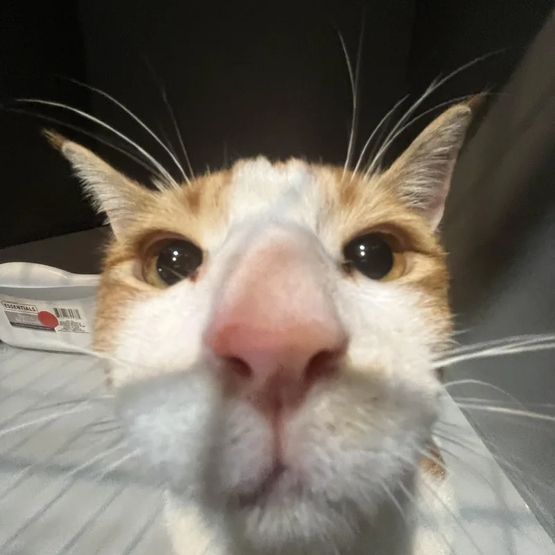 Toby Mcguire thumbnail 2