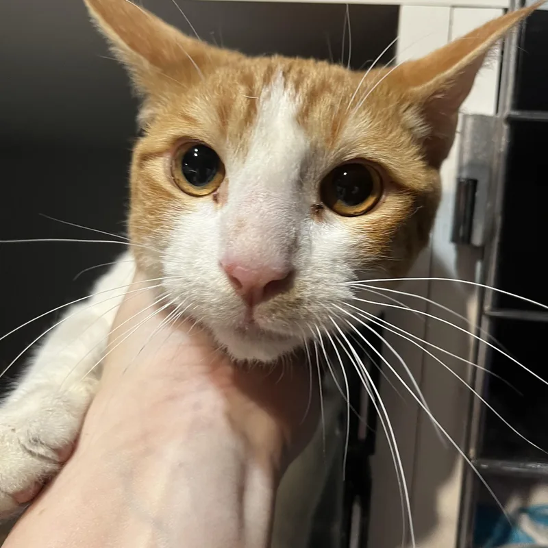 A young medium-sized male Orange & White Domestic Short Hair cat named Toby Mcguire for adoption in Fresno, CA