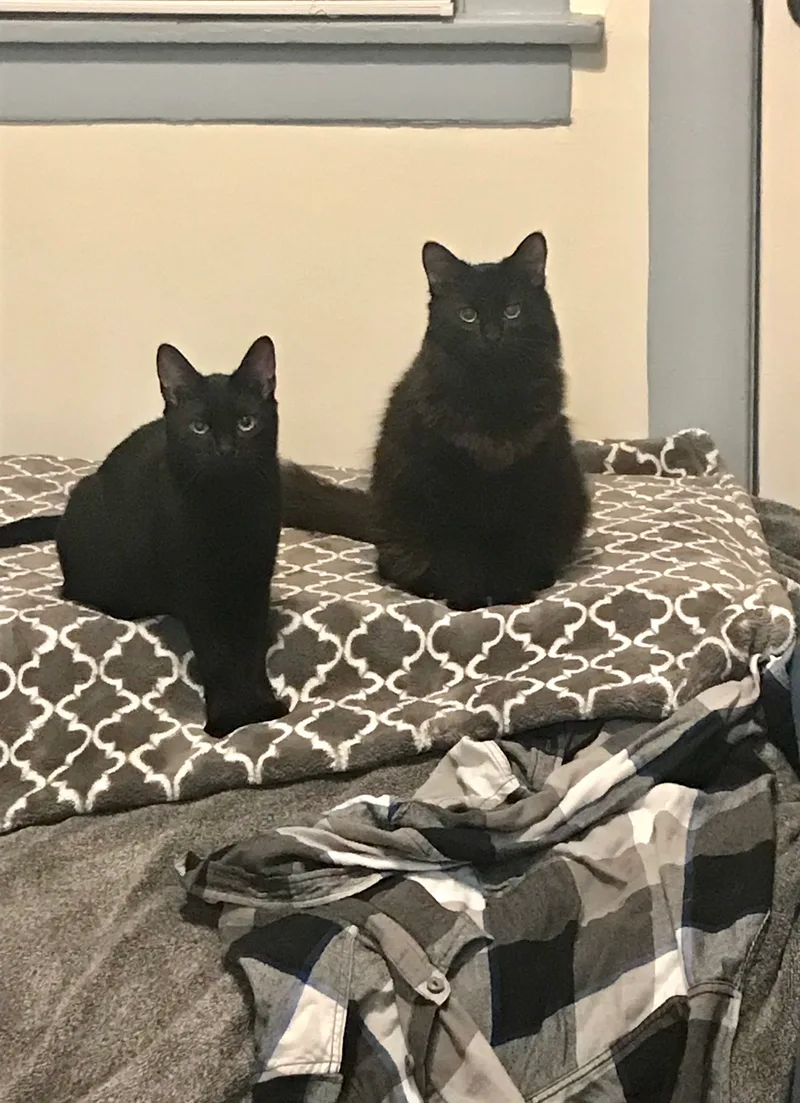 Fluffy & Stormy thumbnail 2