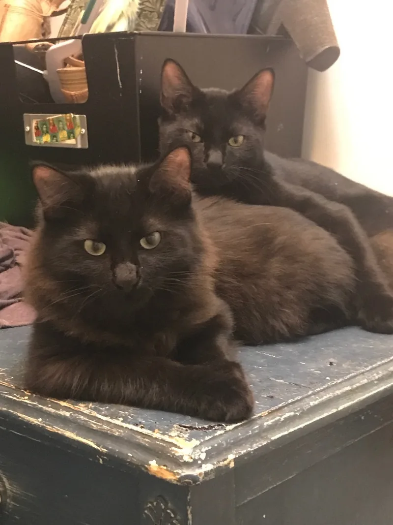 Fluffy & Stormy thumbnail 3