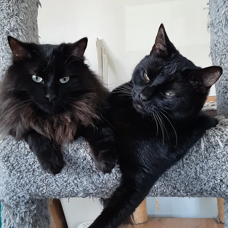 Fluffy & Stormy