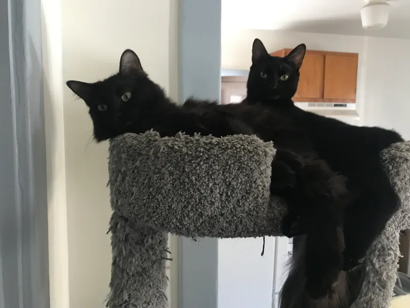 Fluffy & Stormy thumbnail 4