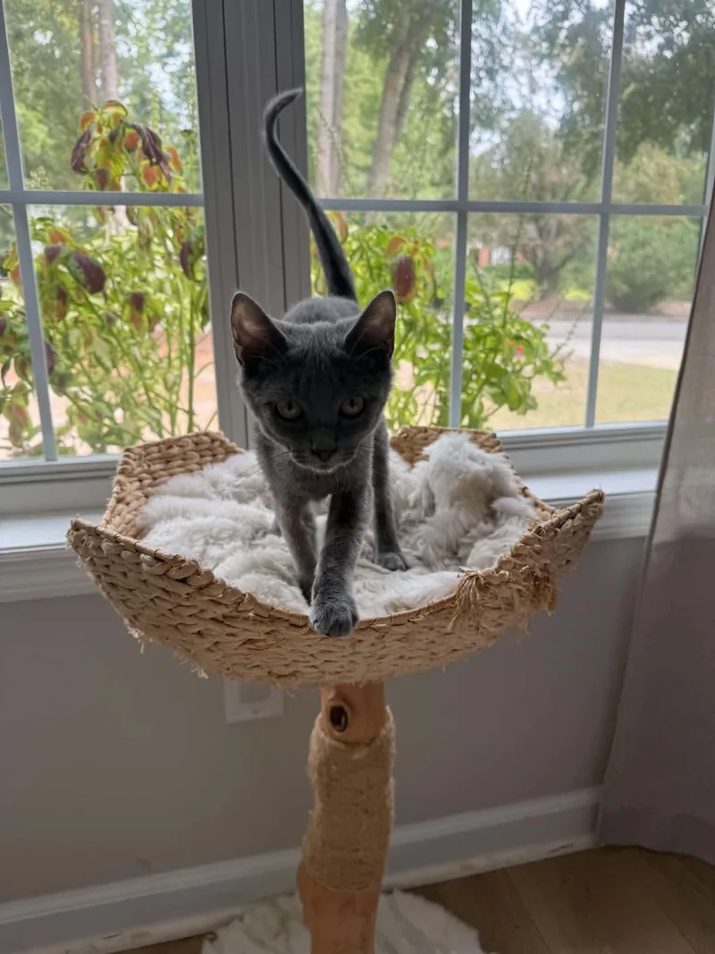 A baby small-sized male Dilute Calico cat named Greige for adoption in Wilmington, NC