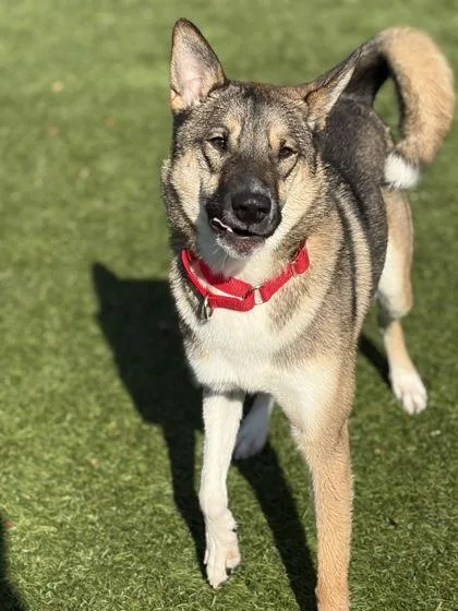 An adult large-sized male Shepherd dog named Kodiak for adoption in West Chester, PA