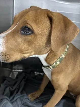 A baby medium-sized male Labrador Retriever dog named 61738920 for adoption in El Paso, TX