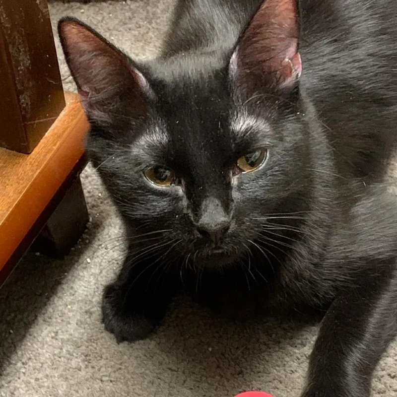 A young medium-sized female Domestic Medium Hair cat named Miss Silky for adoption in Murray, UT