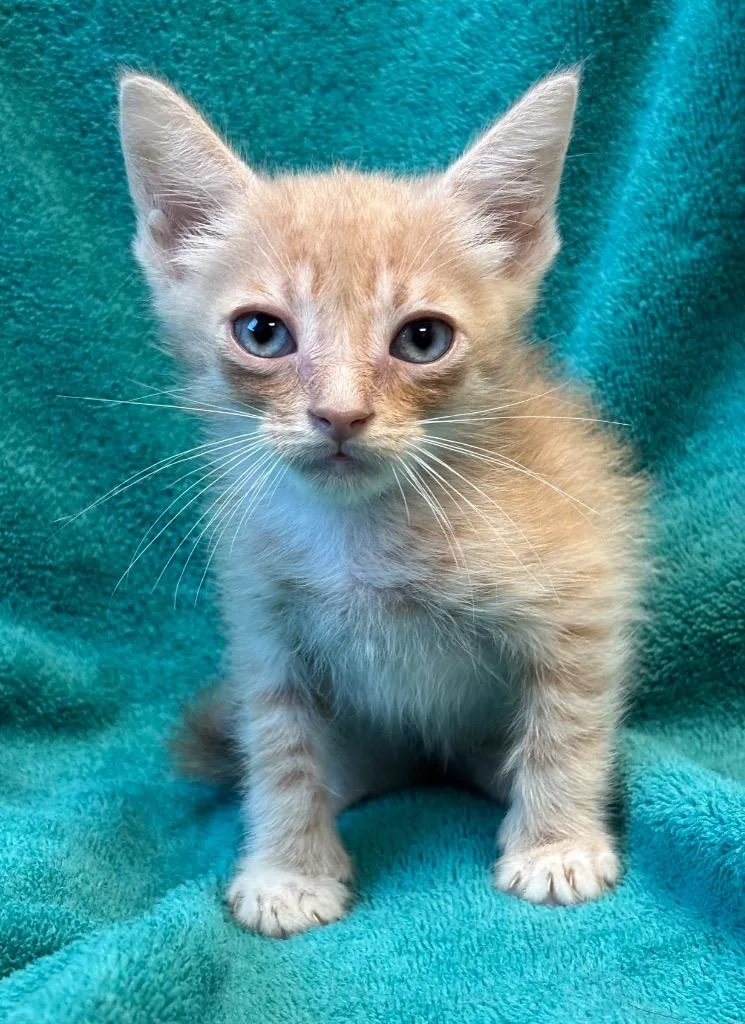 A baby medium-sized male Domestic Short Hair cat named Draco for adoption in Little Rock, AR