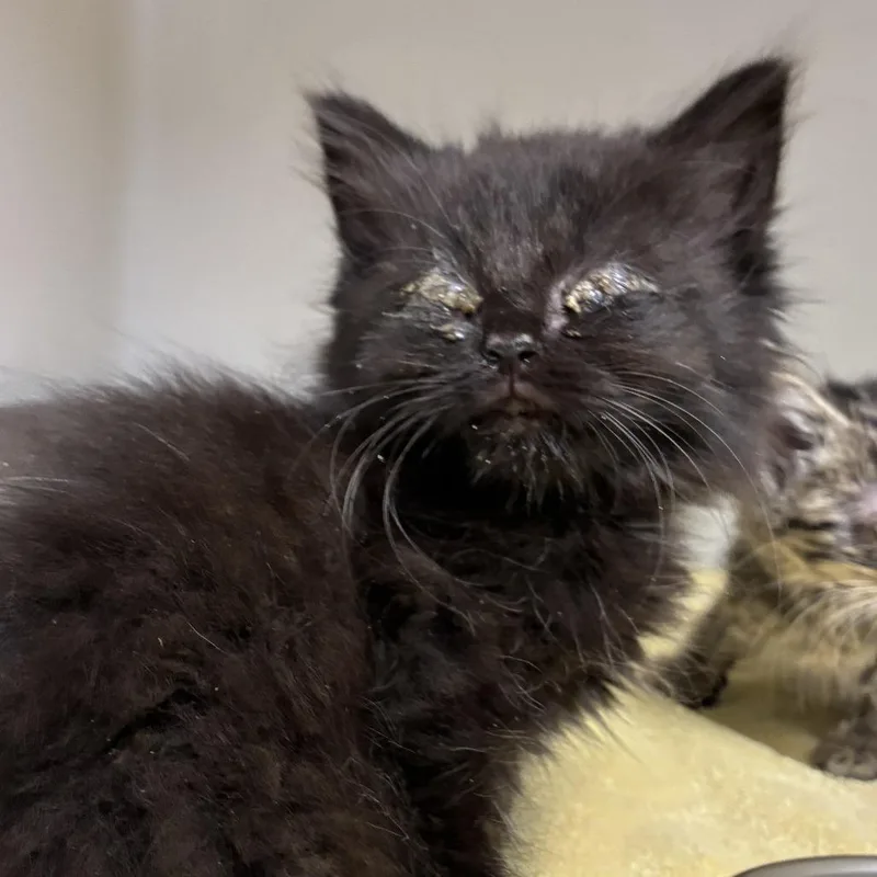 A baby small-sized female Black Domestic Short Hair cat named 71381 for adoption in Harrisonburg, VA