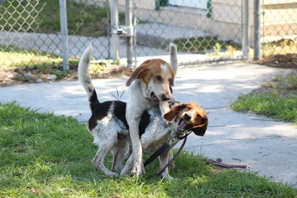 An adult medium-sized male Mixed Breed dog named Beef Rib for adoption in Melbourne, FL