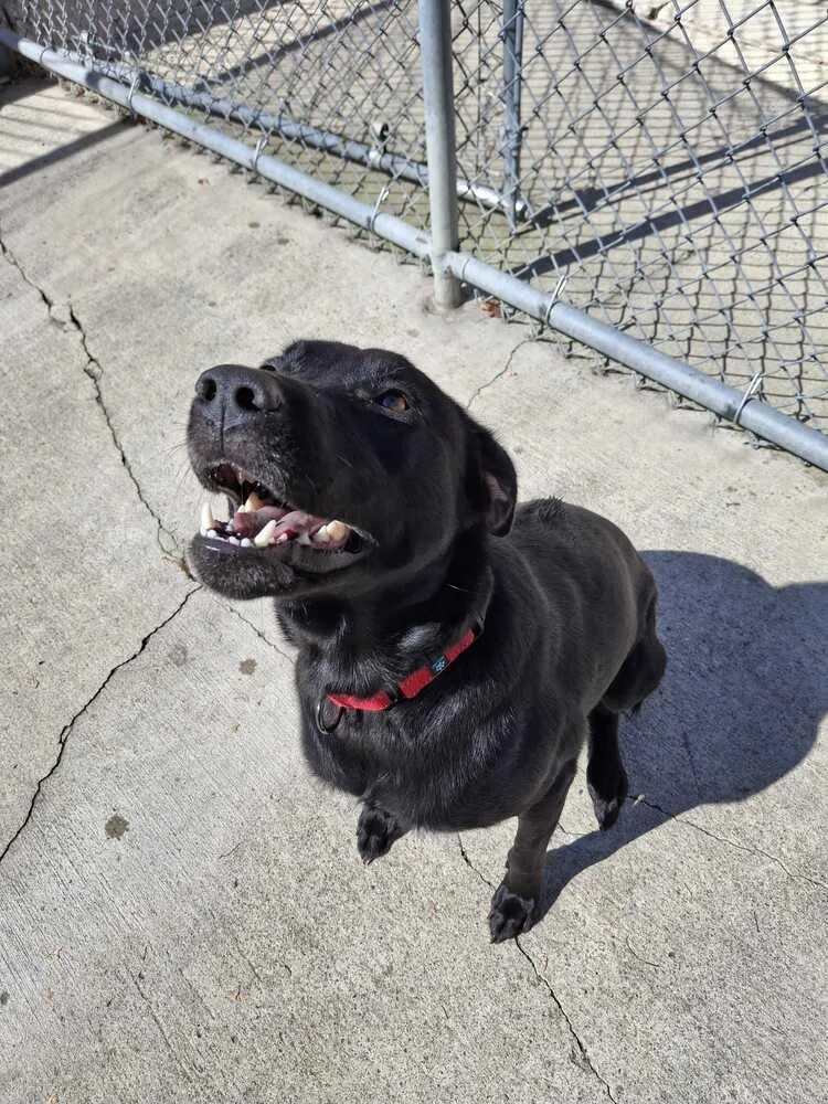 An adult medium-sized female Labrador Retriever dog named Hope for adoption in Bowling Green, OH