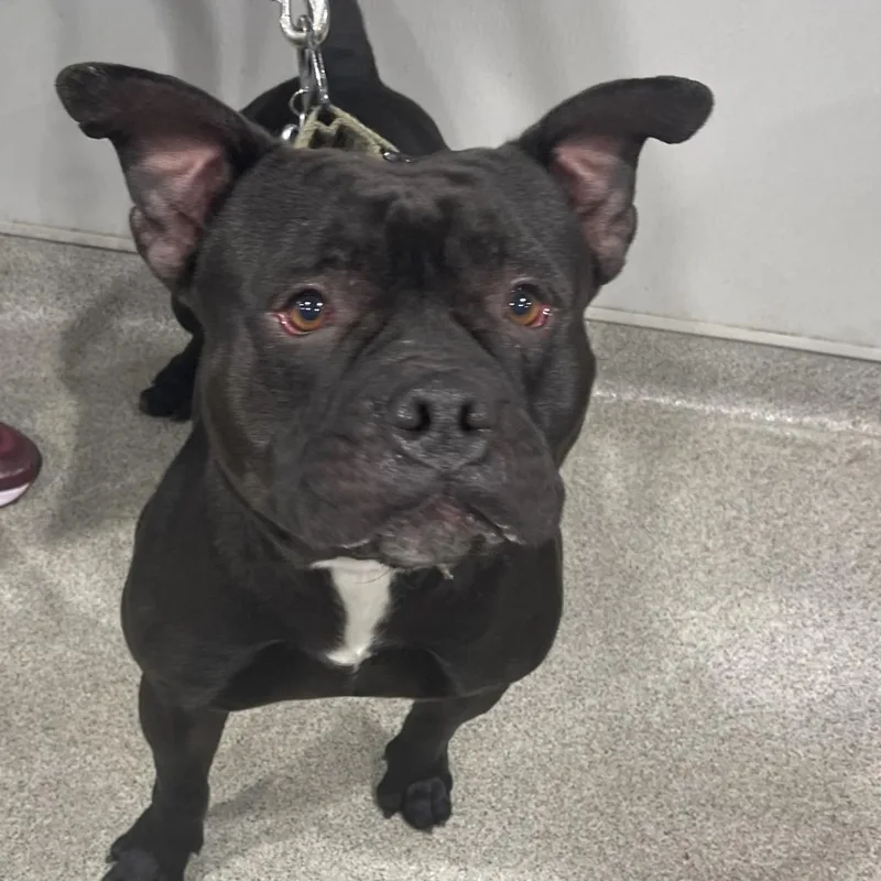 An adult large-sized male Terrier dog named Goombus for adoption in Tampa, FL