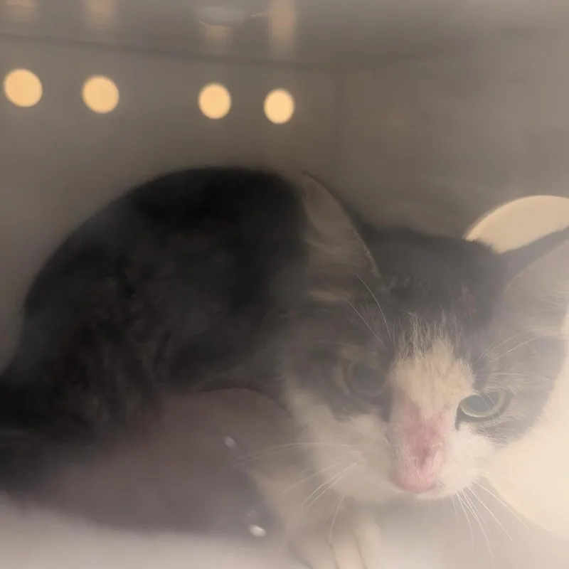 A young medium-sized female Brown / Chocolate Domestic Medium Hair cat named Giraffe for adoption in Baltimore, MD