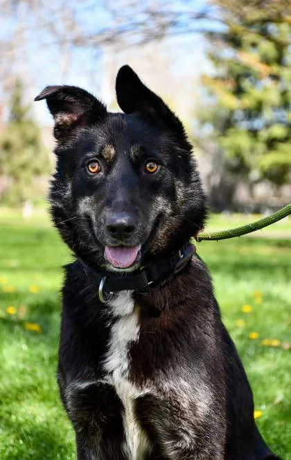Kali