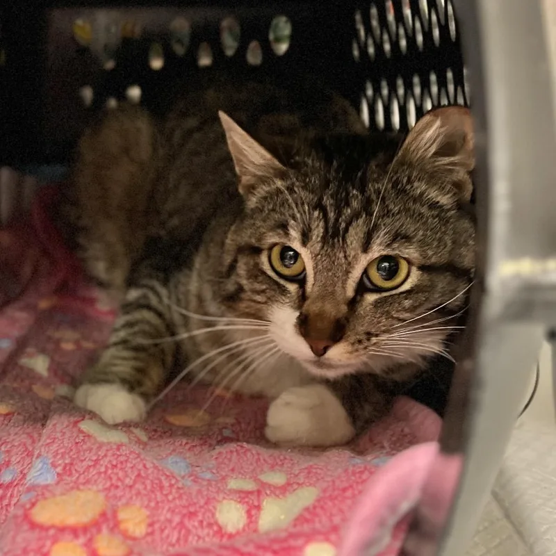 A young medium-sized male Brown / Chocolate Domestic Short Hair cat named Denali for adoption in Salt Lake City, UT