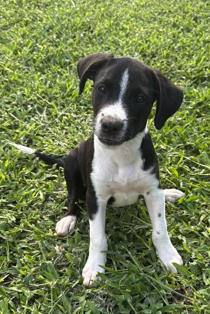 A baby small-sized male Border Collie dog named Ben for adoption in Orlando, FL