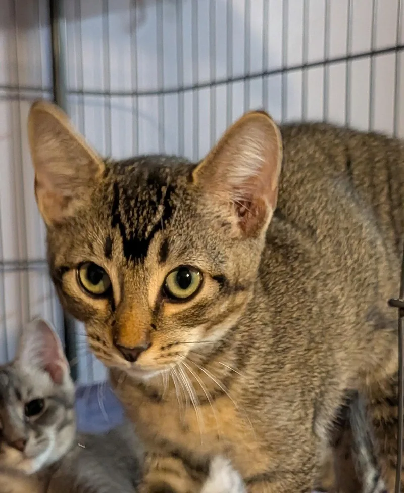 A young medium-sized female Domestic Short Hair cat named Georgie for adoption in Pompano Beach, FL