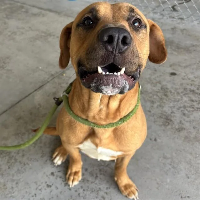 A young large-sized male Black Mouth Cur dog named Keanu for adoption in Lincolnton, NC