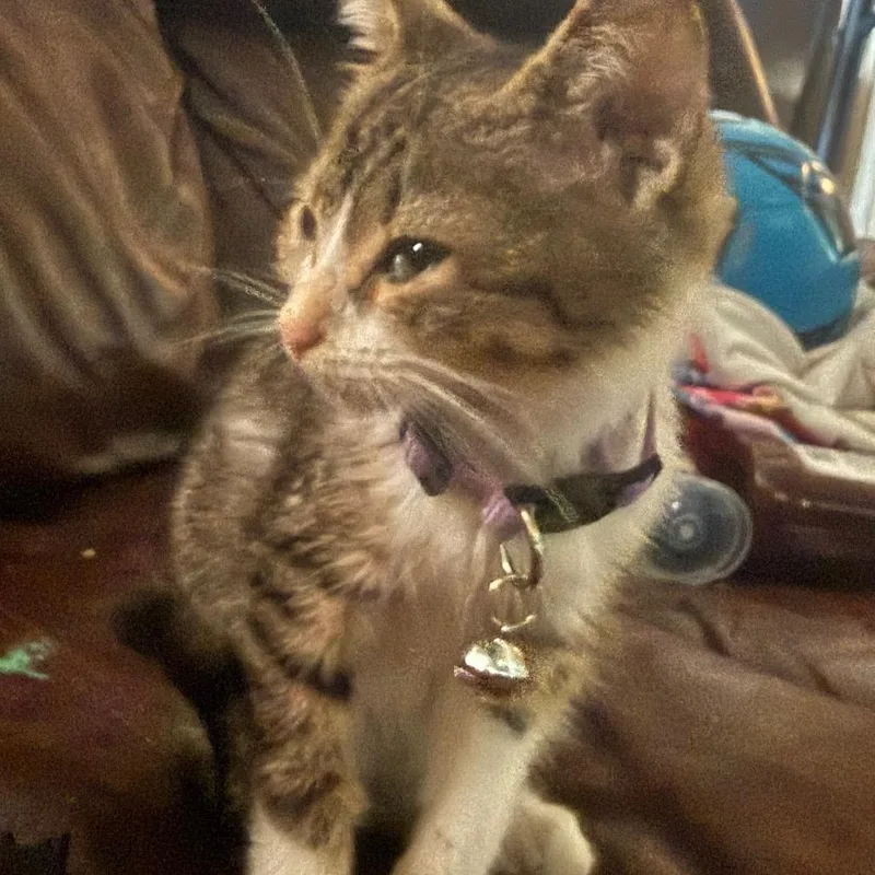 A baby small-sized female Domestic Short Hair cat named Mystic for adoption in Ringtown, PA