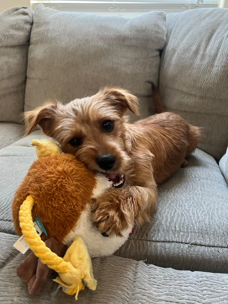 A baby small-sized male Yorkshire Terrier dog named Mongo for adoption in Pottsboro, TX