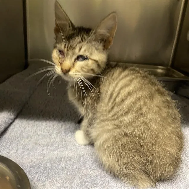 A baby small-sized female Domestic Short Hair cat named A for adoption in Modesto, CA