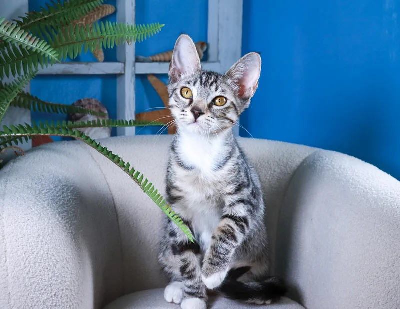 A baby medium-sized female Tabby (Gray / Blue / Silver) Domestic Short Hair cat named Whitefoot for adoption in Parker, TX