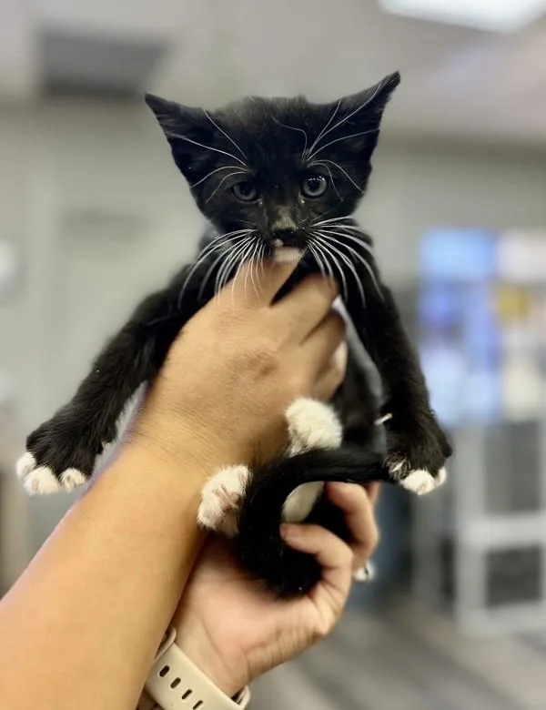 A baby small-sized male American Shorthair cat named Avocado for adoption in Victorville, CA