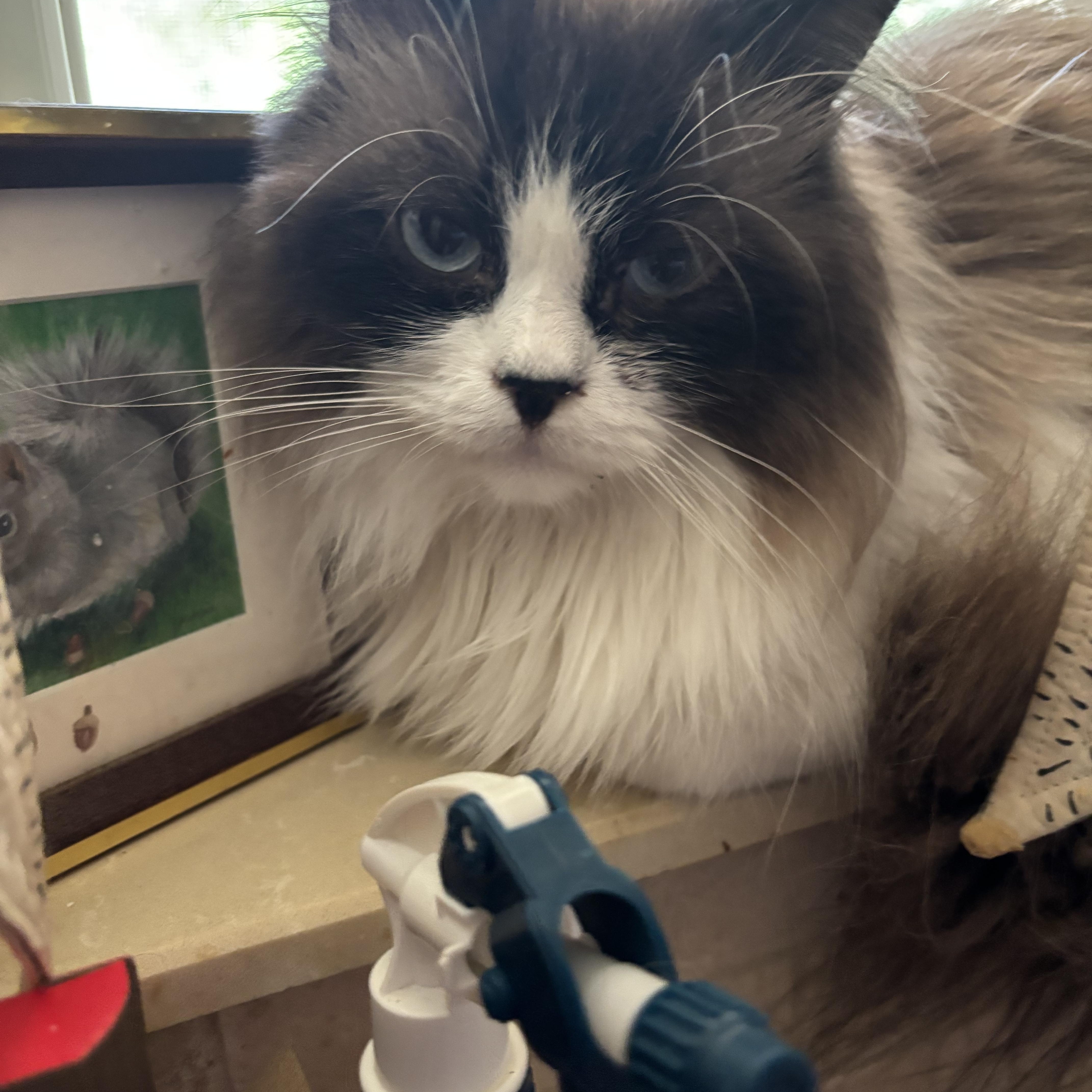 A young medium-sized male Cream / Ivory Ragdoll cat named Tito for adoption in Fairfax, VA