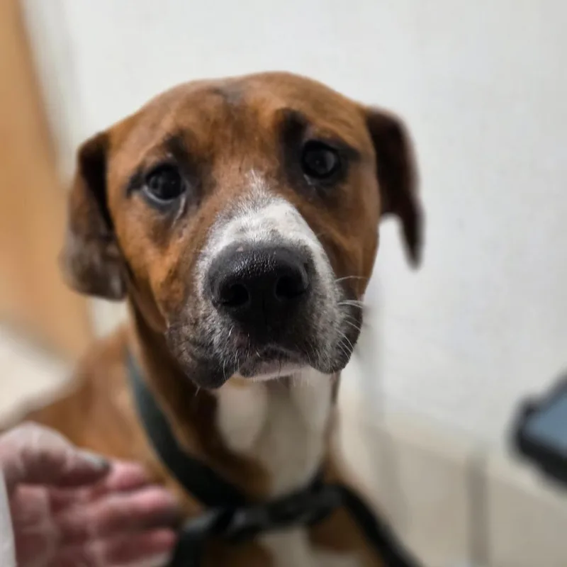 An adult medium-sized male Yellow / Tan / Blond / Fawn Mixed Breed dog named Dewy for adoption in Charleston, WV
