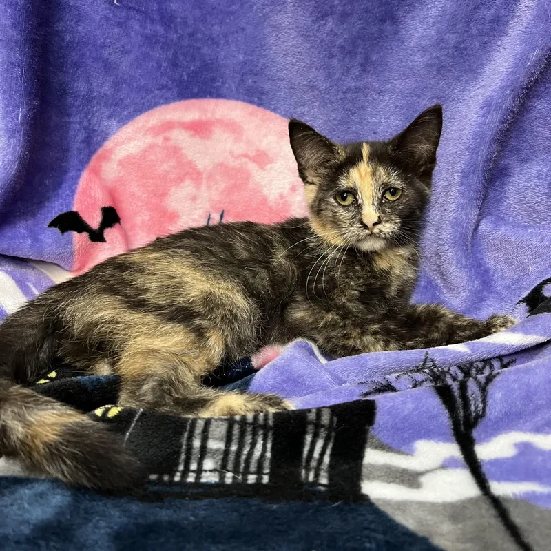 Bellatrix thumbnail 2