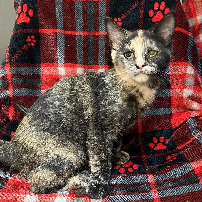 Bellatrix thumbnail 3