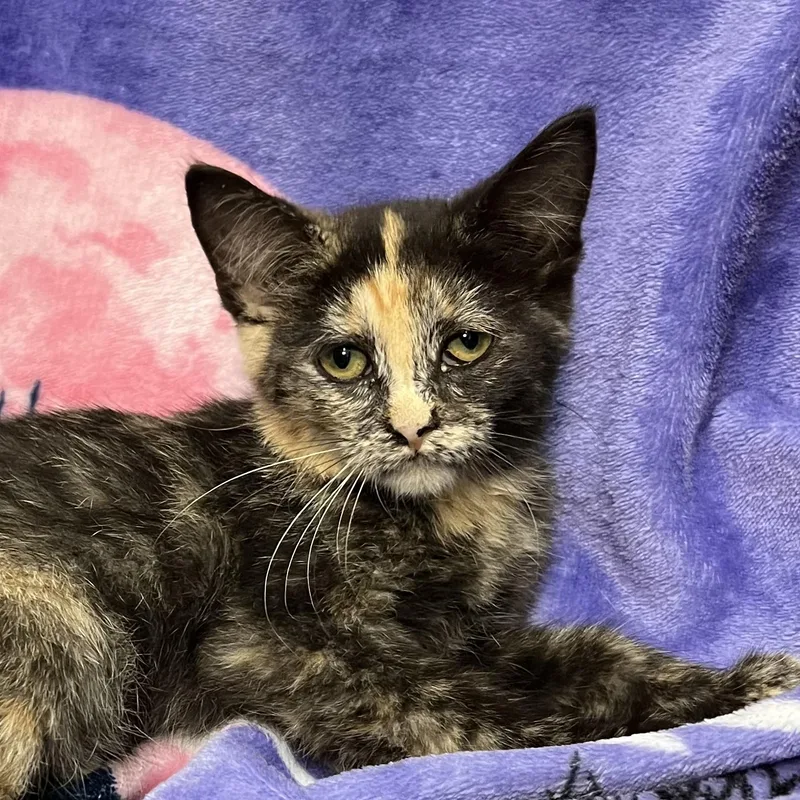 Bellatrix thumbnail 5