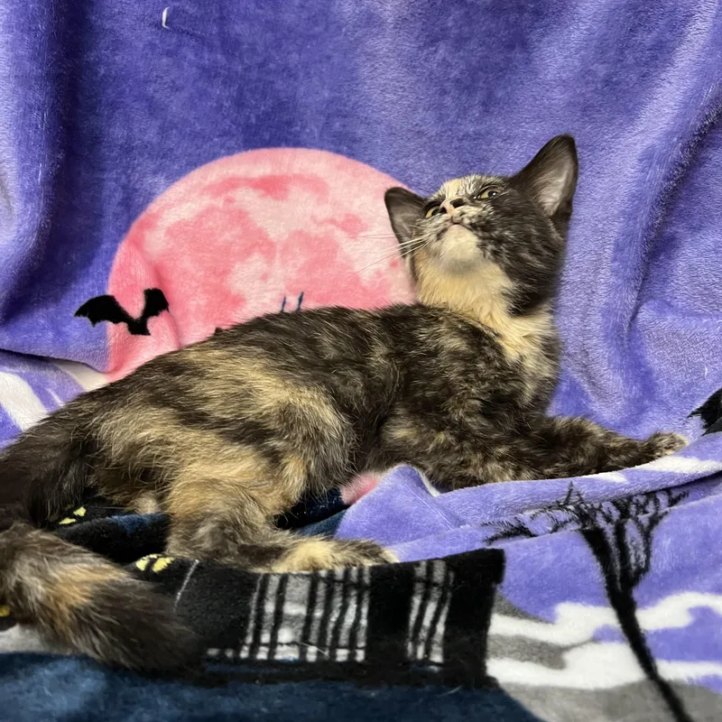 Bellatrix thumbnail 6