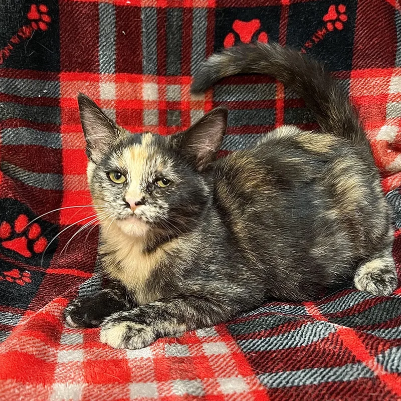 A young medium-sized female Tortoiseshell Domestic Short Hair cat named Bellatrix for adoption in Fairmont, MN