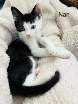 A baby small-sized male Domestic Short Hair cat named Pixel for adoption in Gainesville, FL