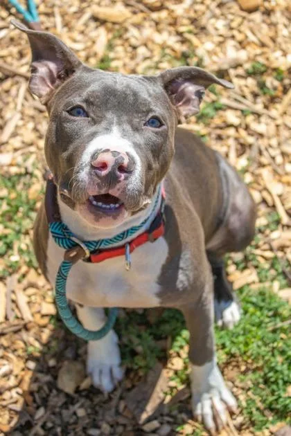 An adult large-sized female Mixed Breed dog named Florence for adoption in Chamblee, GA