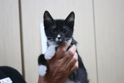 A baby small-sized female Domestic Short Hair cat named Corn on the Cob for adoption in Brunswick, GA