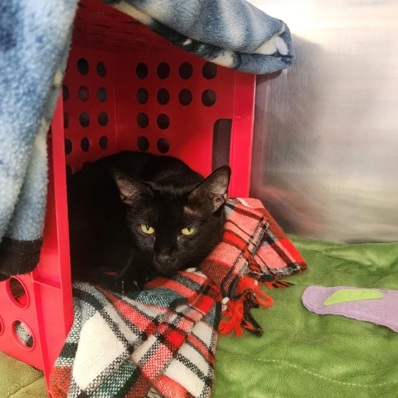 An adult medium-sized female Black Domestic Short Hair cat named Penny for adoption in Brockton, MA