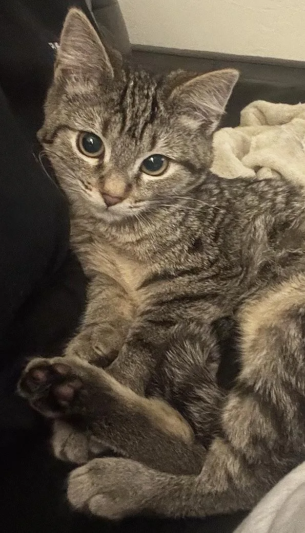 Biscotti thumbnail 2