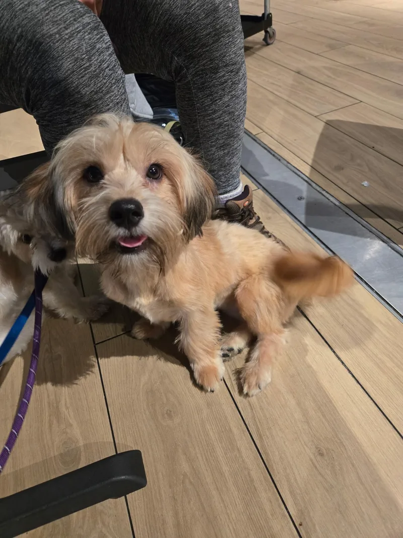 A young small-sized female Shih Tzu dog named Lula for adoption in Pleasant Valley, NY