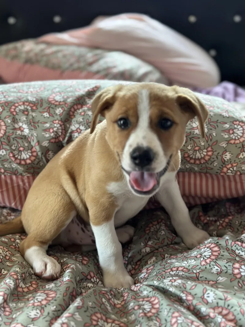 A baby large-sized male Yellow / Tan / Blond / Fawn Labrador Retriever dog named Jack for adoption in Charleston , WV