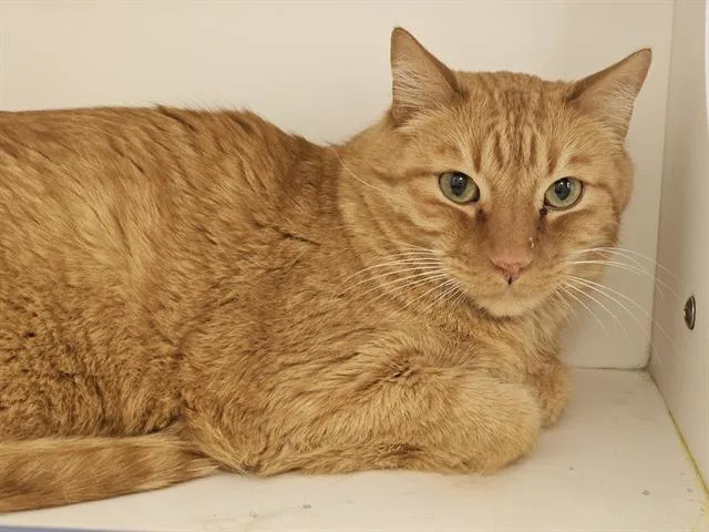 A young extra large-sized male Domestic Short Hair cat named Eddie for adoption in Albuquerque, NM