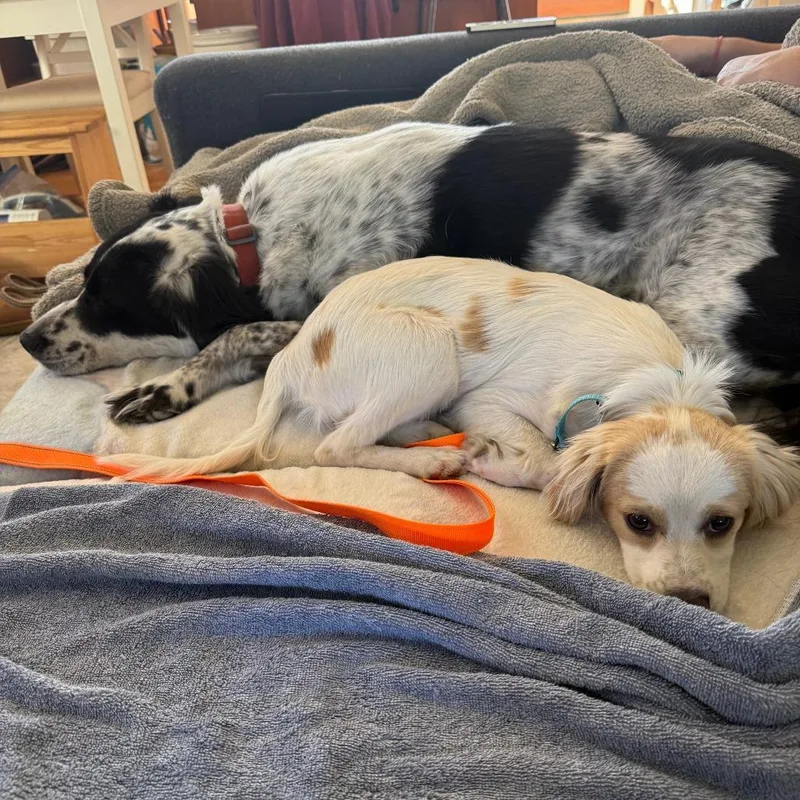 A young small-sized male White / Cream Mixed Breed dog named Lando for adoption in San Francisco, CA