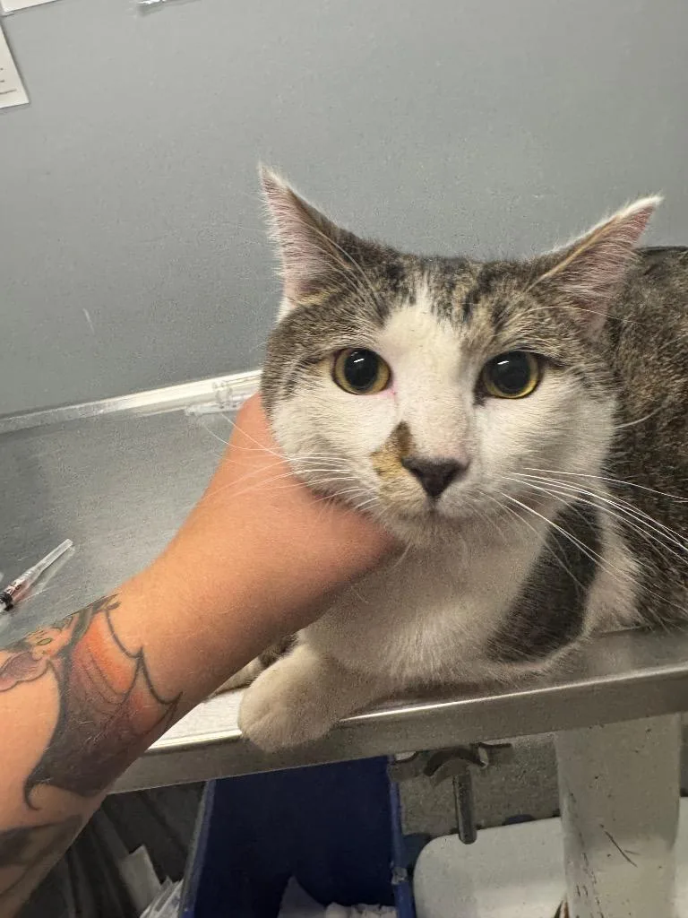 A young medium-sized male Domestic Medium Hair cat named Scottie for adoption in Bloomington, IN