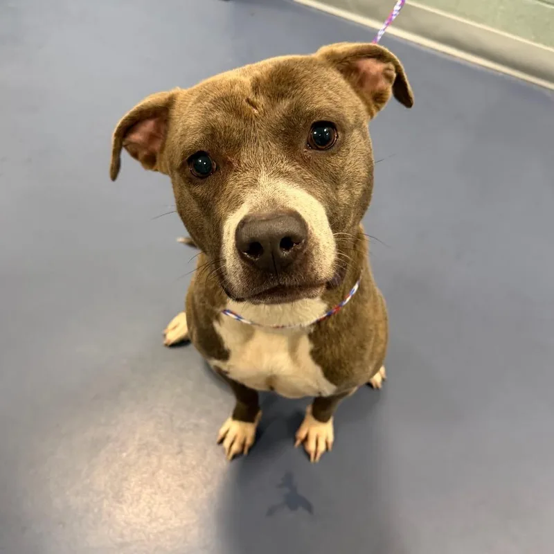 An adult medium-sized female Gray / Blue / Silver Pit Bull Terrier dog named Care Bear for adoption in Greensboro, NC