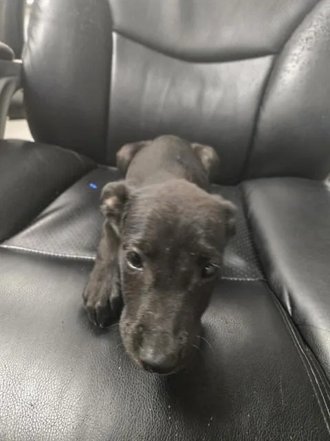 A baby small-sized female Labrador Retriever dog named Shuri for adoption in Corpus Christi, TX