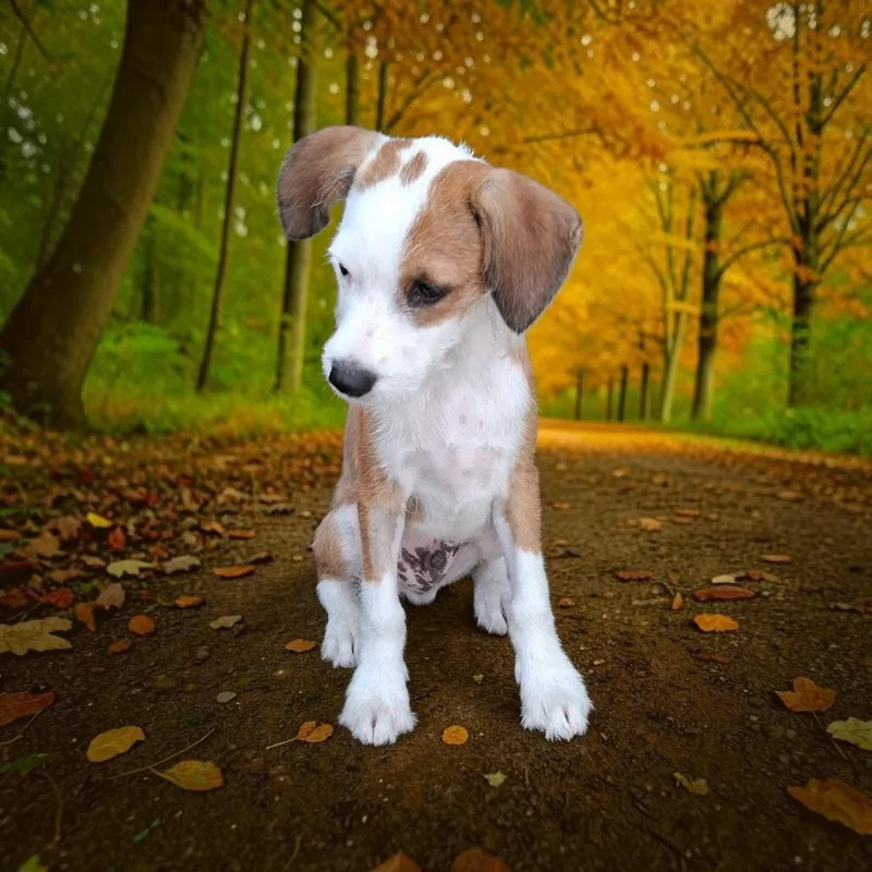 A baby small-sized male Jack Russell Terrier dog named Larry for adoption in San Diego, CA