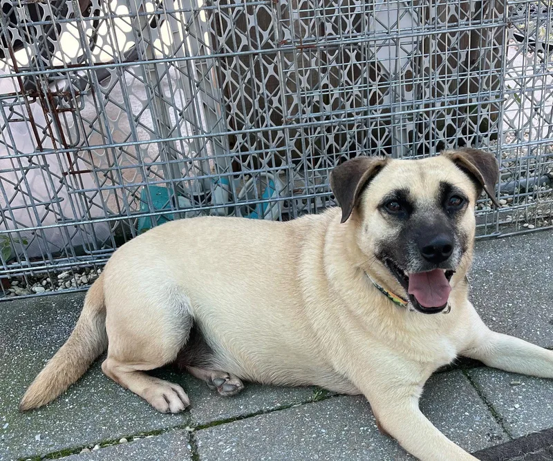A young medium-sized male Mixed Breed dog named Ducky for adoption in Spring Lake, NJ