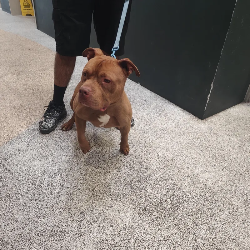 A young medium-sized male Pit Bull Terrier dog named Niko for adoption in Los Angeles, CA