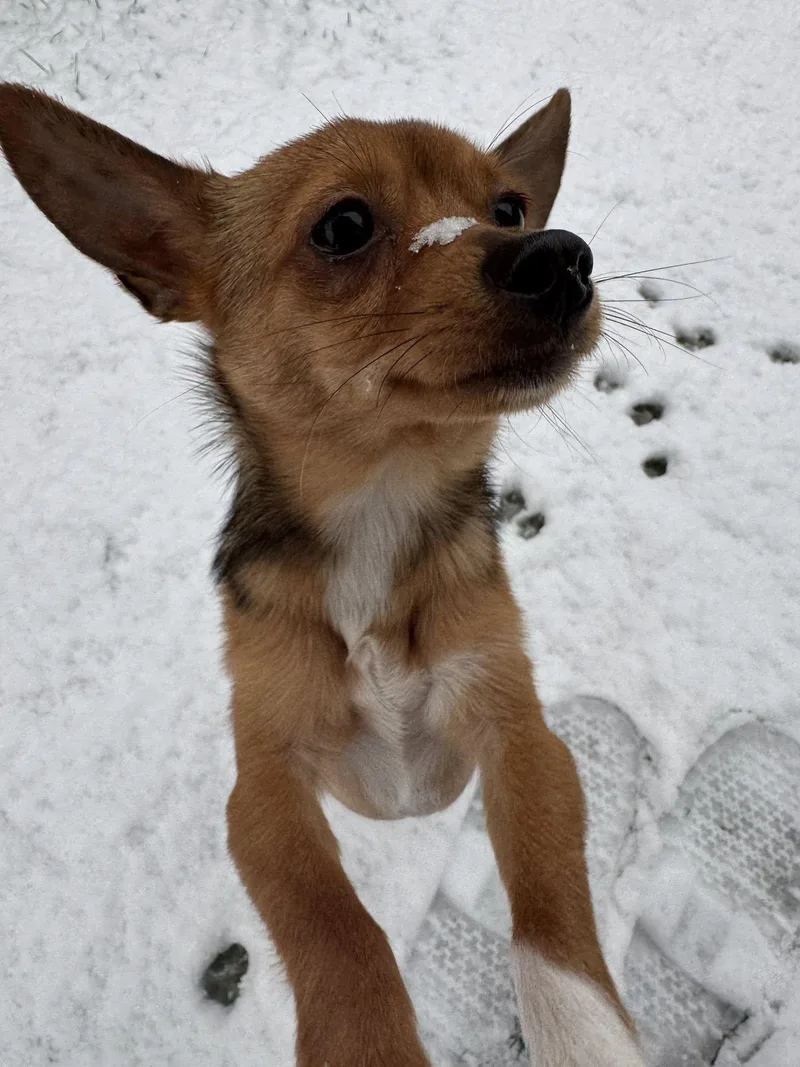 A young small-sized male Golden Chihuahua dog named Kikkoman for adoption in Covington, WA